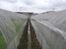 Plastic Agriculture Shading/Scaffolding Netting