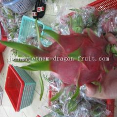 Fresh Red Dragon Fruit