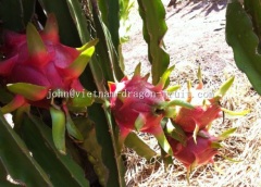 Fresh Dragon Fruit Vietnam