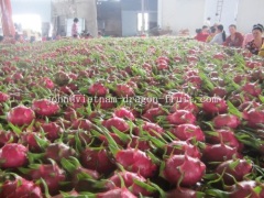 Fresh Dragon Fruit Vietnam