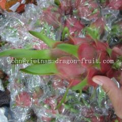 Red Fresh Dragon Fruit