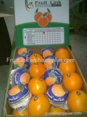 Fresh Egyptian navel by Fruit link