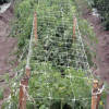 Nylon trellis netting allows for a productive garden