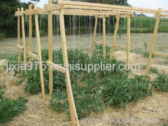 Cucumber trellis for straighter