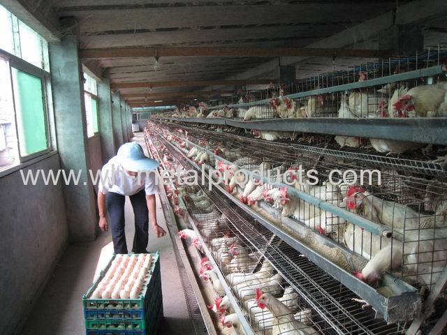 good layer chicken cages