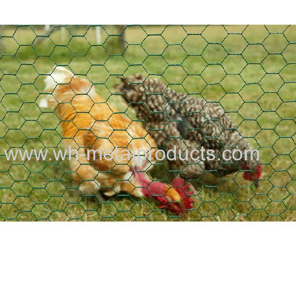 poultry farm chicken mesh