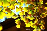 beijing  Ginkgo biloba forest