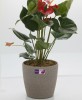 Grind arenaceous qualitative round self-watering pot , plastic flower pot,planters pot