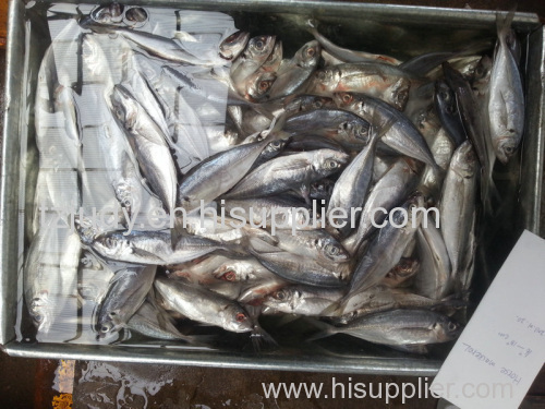 horse mackerel scad africa market
