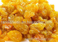 Best Seedless Golden Raisins