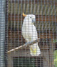 bird netting aviary mesh