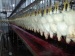 Chicken slaughter equipment. Bloodletting auto-conveying line