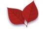 Red Leaf Metal Curtain Co., Ltd.