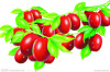 Premium quality Chinese red jujube, Chinese date