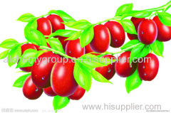 Premium quality Chinese red jujube, Chinese date