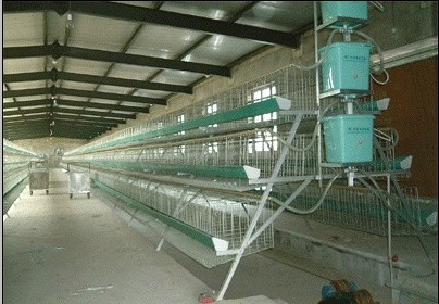 Poultry Layer Chicken cage chicken coops poultry cages