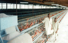 Poultry Layer Chicken cage chicken coops poultry cages Chicken Layer Egg Cage chicken coop, BIRD CAGE poultry farm layer