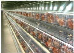 Poultry cage for chicken farm use,poultry farm layer chicken cage Galvanized Wire Mesh Cage egg chicken coops