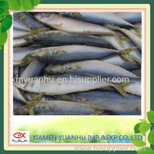 pacific mackerel saba fish scomber japonicus