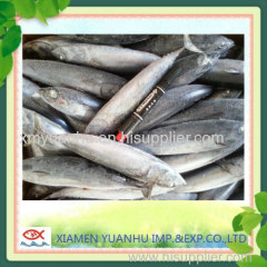 frozen bonito fish 300-500g