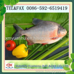 Red Pompano or Pomfret