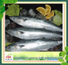 Frozen King Fish Mackerel