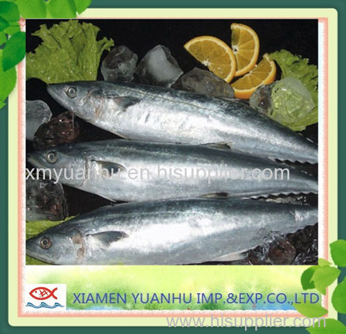 spanish mackerel kingfish frozen mackerel