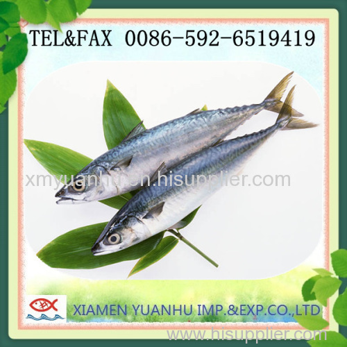 Frozen Pacific Mackerel Fish