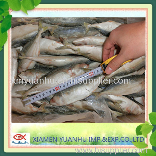 cheap frozen seafood indian mackerel fish