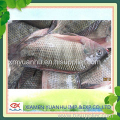 frozen black tilapia fish