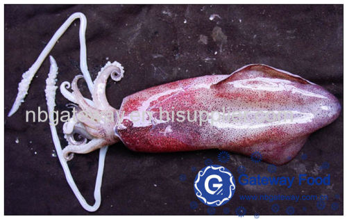 Frozen Japanese Flying Squids(Todarodes Pacificus)