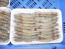 Frozen Vannamei Shrimp Ready