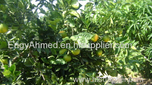 Egyptian Fresh Adalia Lemon