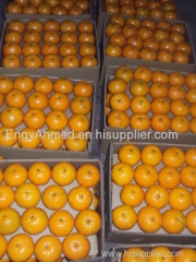 Fresh Egyptain Mandarine Orange