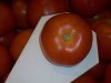 Fresh Egyptain Silka Tomatoes