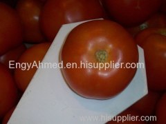 Fresh Egyptain Silka Tomatoes
