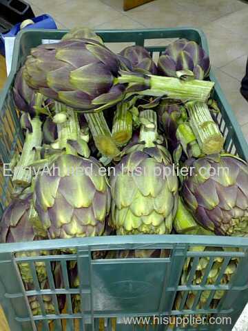 Fresh Egyptian High quality Artichoke