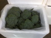 Fresh Egyptian High quality Broccoli