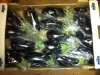 Fresh Egyptian High quality Eggplant