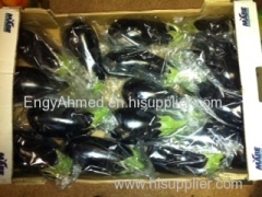 Fresh Egyptian High quality Eggplant