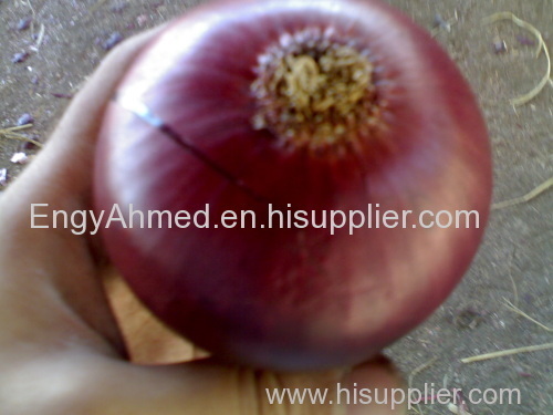 Fresh Egyptian High quality Red Onion