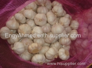 Fresh Egyptian High quality White Garlic