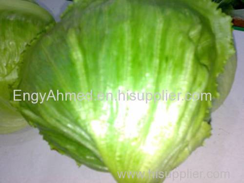 Fresh Egyptian High quality Cabbage
