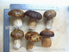 [BEST SELL]Frozen Boletus Edulis