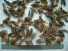 High-qualified Dried Morchella Esculenta