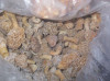Fresh frozen black morel mushrooms from China