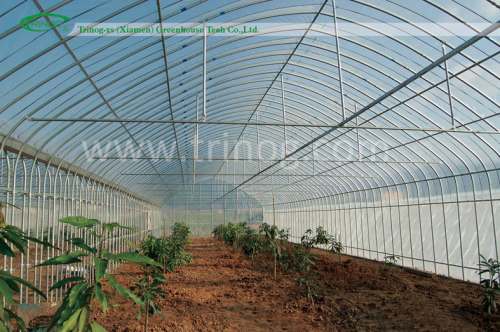Low cost Vegetable greenhouse