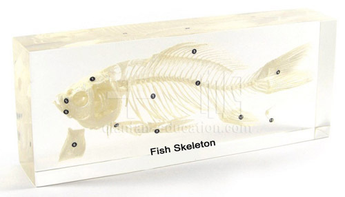 Qianfan Fish Skeleton Plastomount