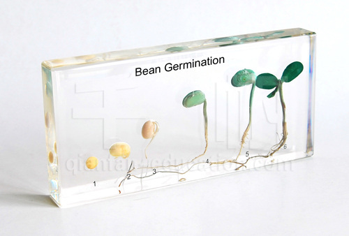 Qianfan Bean Germination Education Embedded Specimen for Biology