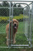 stainless steel dog cage large steel dog cage steel bar dog cage